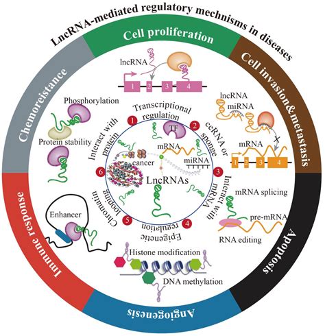 lncrna|lncrna in cancer.